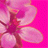 pinkflower.gif - 2.92 Ko
